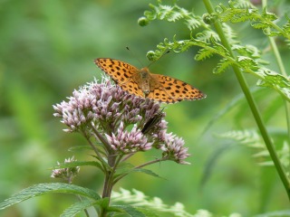 ヨツバヒヨドリ・ヒョウモンチョウ