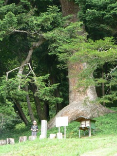 伊賀野のモミ